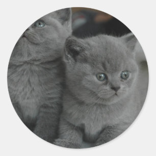 Adesivo gatinho jovem animal de estimação ronronar miar ga