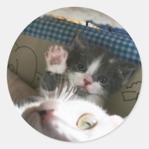 Adesivo Gatinho olá!
