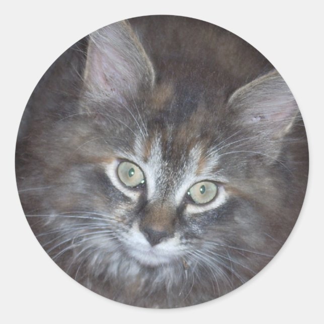 Adesivo Gatinho Torbie Bonito (Frente)