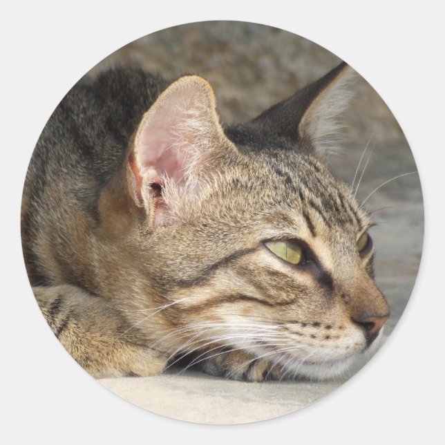 Adesivo Gatinhos (Frente)