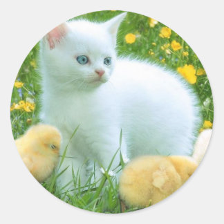 Adesivo gato