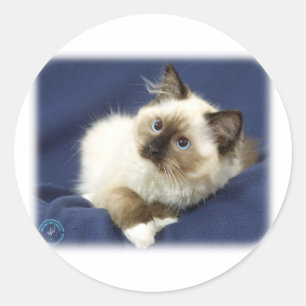 Adesivo Gato 9W082D-011 de Ragdoll