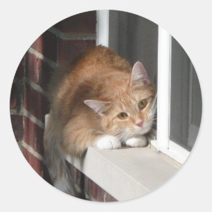 Adesivo Gato alaranjado