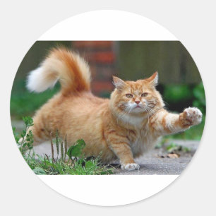 Adesivo Gato alaranjado gordo grande