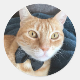 Adesivo gato arco