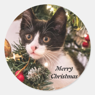 Adesivo Gato Branco e Preto Reproduzido na Árvore de Natal