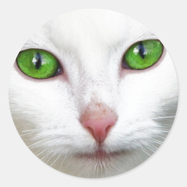 Adesivo Gato Branco Olhado Verde (Frente)