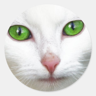 Adesivo Gato Branco Verde
