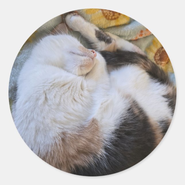 Adesivo Gato de cálcio dormindo (Frente)