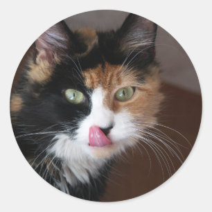 Adesivo Gato de chita
