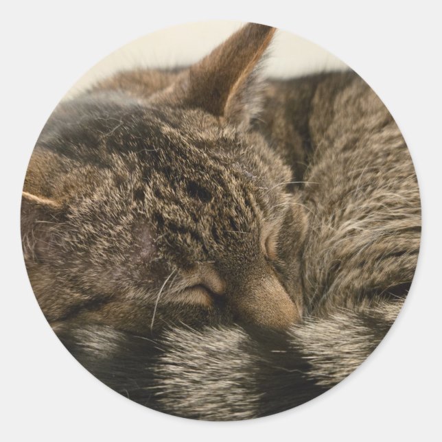 Adesivo Gato de dormir (Frente)