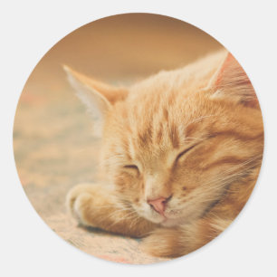 Adesivo Gato de gato malhado alaranjado do sono