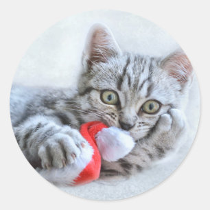 Adesivo Gato de gato malhado cinzento bonito com Xmas do