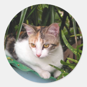Adesivo Gato de Hemingway