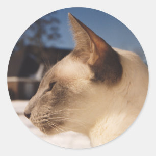 Adesivo Gato de Neve - Perfil de Ponto Azul Siamês