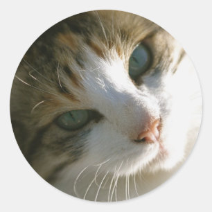 Adesivo Gato de tigre da chita