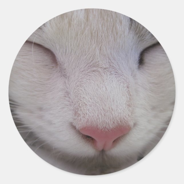Adesivo Gato Dormindo (Frente)