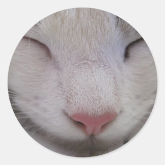 Adesivo Gato Dormindo