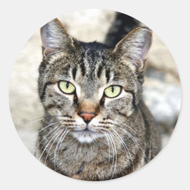 Adesivo Gato Egípcio (Frente)