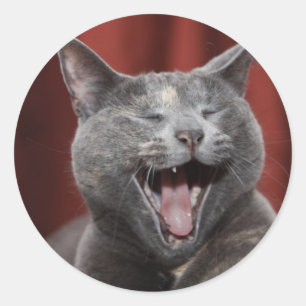 Adesivo Gato engraçado