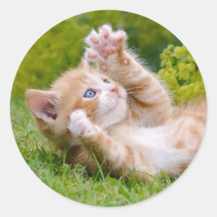 Adesivo Gato engraçado bonito brincando num jardim florid