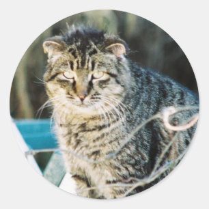 Adesivo Gato feroz de Tom do punk rock