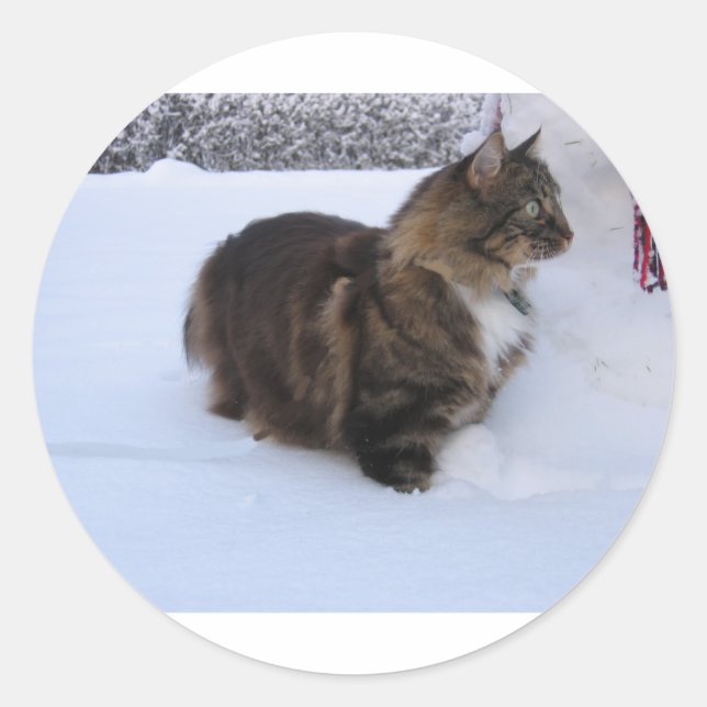 Adesivo gato florestal norueguês na neve (Frente)