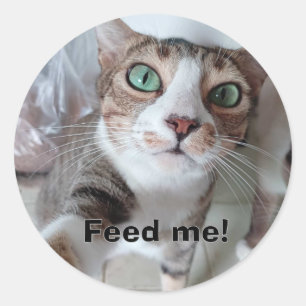 Adesivo gato húngaro