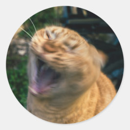 Adesivo Gato Meme