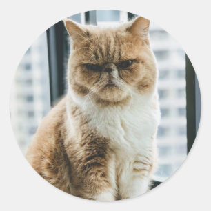 Adesivo Gato Meme