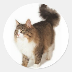 Adesivo Gato norueguês da floresta