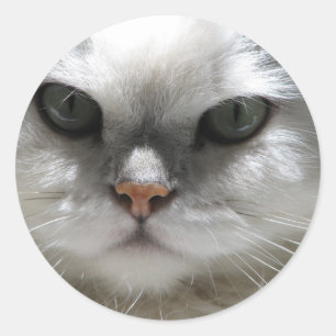 Adesivo Gato persa da chinchila