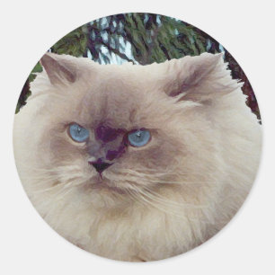 Adesivo Gato persa Himalaia