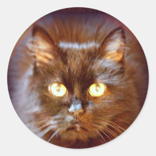 Adesivo gato preto