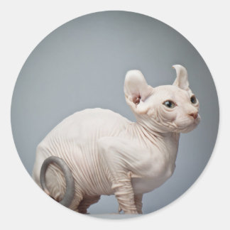 ADESIVO GATO SEM FIO