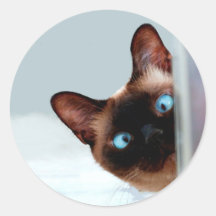 Gato Siamês Encantado