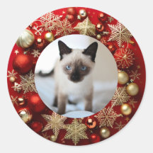 gato siamês natal