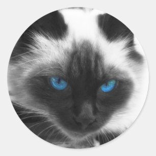 Adesivo Gato Siamese