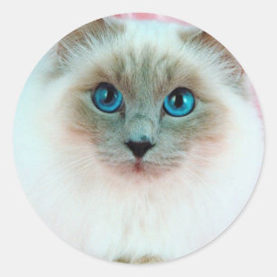 Adesivo Gato Siamese adorável 1