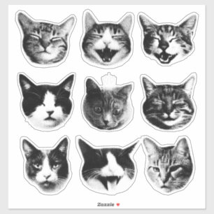 Adesivo Gatos