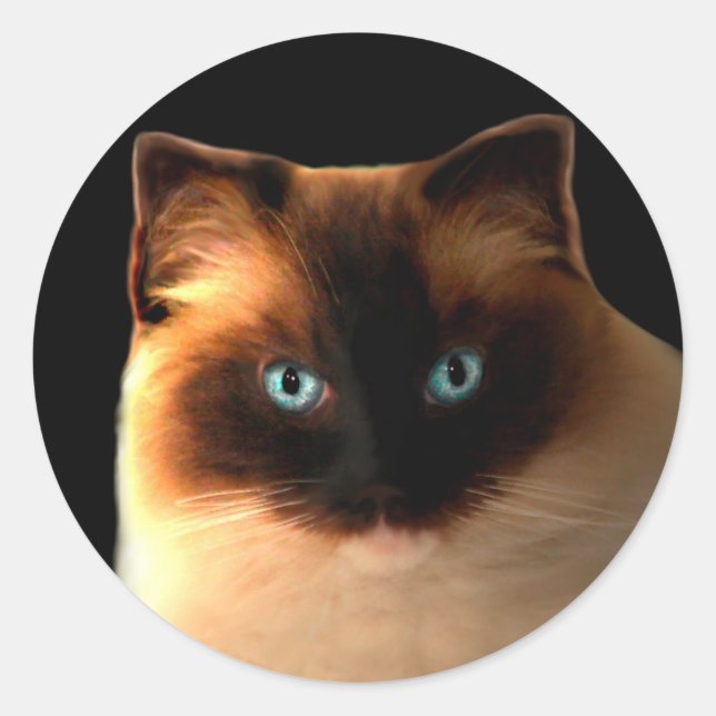 Adesivo Gatos Gatos Ragdolas Ragdolas Gatinhos (Frente)