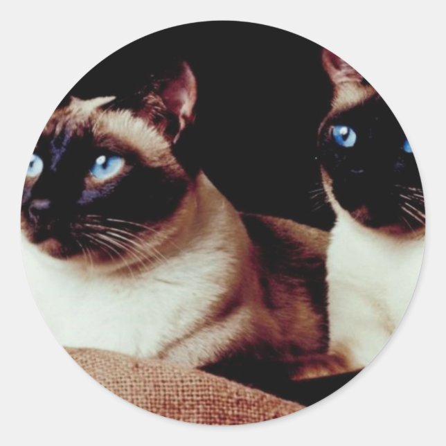 Adesivo Gatos Intensos (Frente)