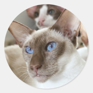 Adesivo Gatos Siameses Animais de Estimação Animais