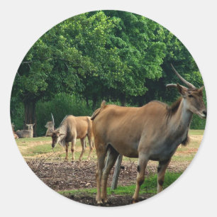 Adesivo Gazela, zoológico de animais selvagens,羚.