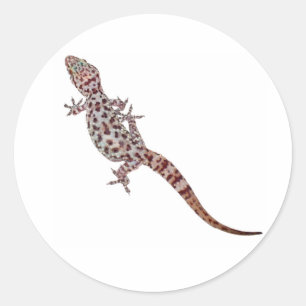Adesivo Geco do leopardo