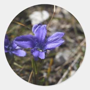 Adesivo Genciana franjada