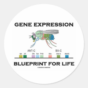 Adesivo Gene Expression Blueprint Para Genes Life Homeobox