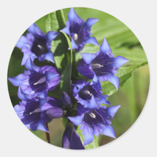 Adesivo Gentiana asclepiadea