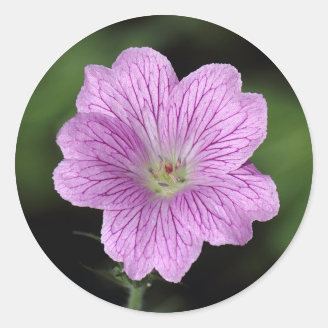 Adesivo Geranium Endressii (Frente)