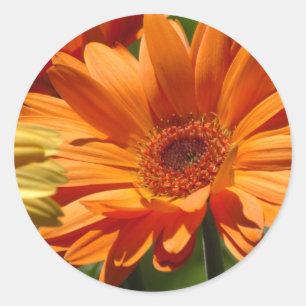 Adesivo Gerbera alaranjado